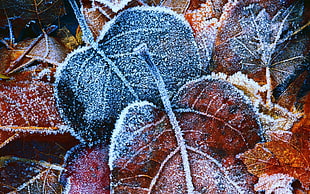 macro shot photography of brown and black leaves