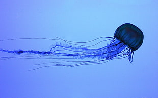 blue jellyfish illustration, jellyfish, water, animals, Medusa