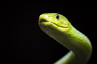 green snake close up photography, mamba