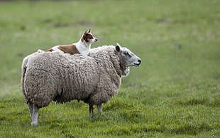 white and brown short coated dog, animals, dog, sheep
