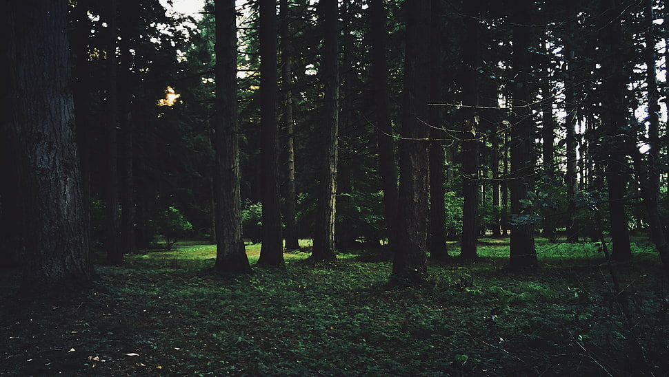 green trees, filter, nature, trees HD wallpaper
