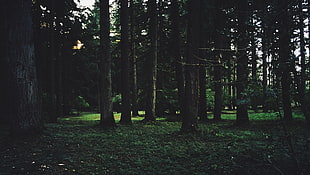 green trees, filter, nature, trees