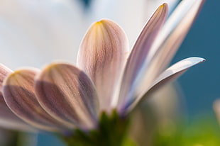 macro photography of petaled flower HD wallpaper