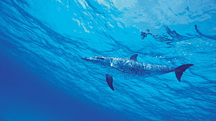 underwater photography of shark HD wallpaper