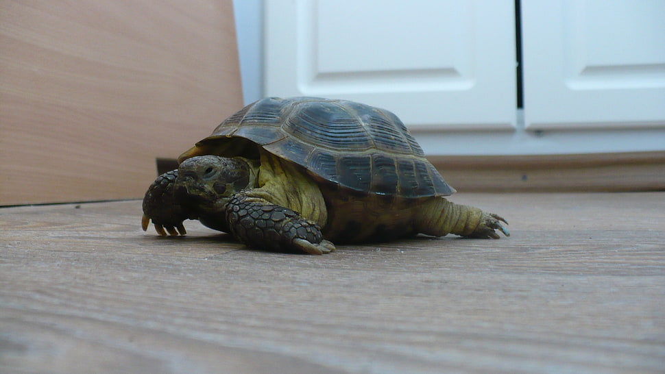 black and brown turtle HD wallpaper