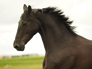 brown and black horse in close-up photography