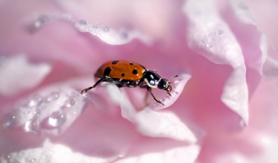 Ladyug on pink flower photo HD wallpaper