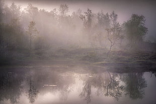 nature, landscape, mist, lake