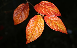 four brown leaves
