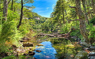 river and trees, nature, landscape, river, forest