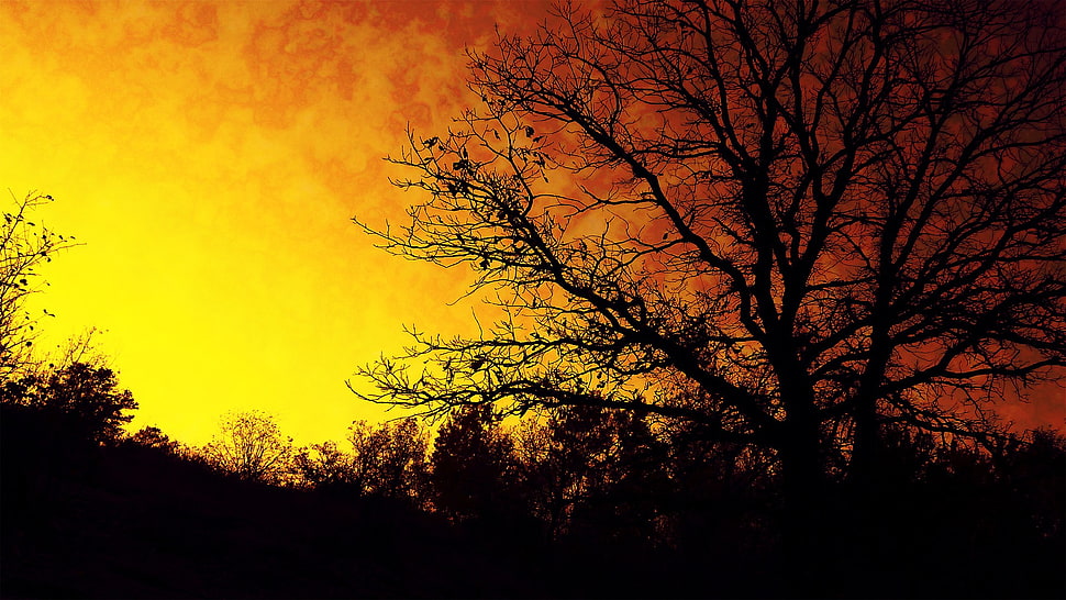 nature HD wallpaper