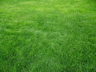 photo of a green grass field