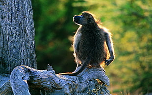 brown and black monkey sitting on wood during daytime