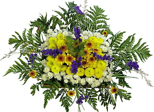 yellow and white Chrysanthemum flowers and green ferns