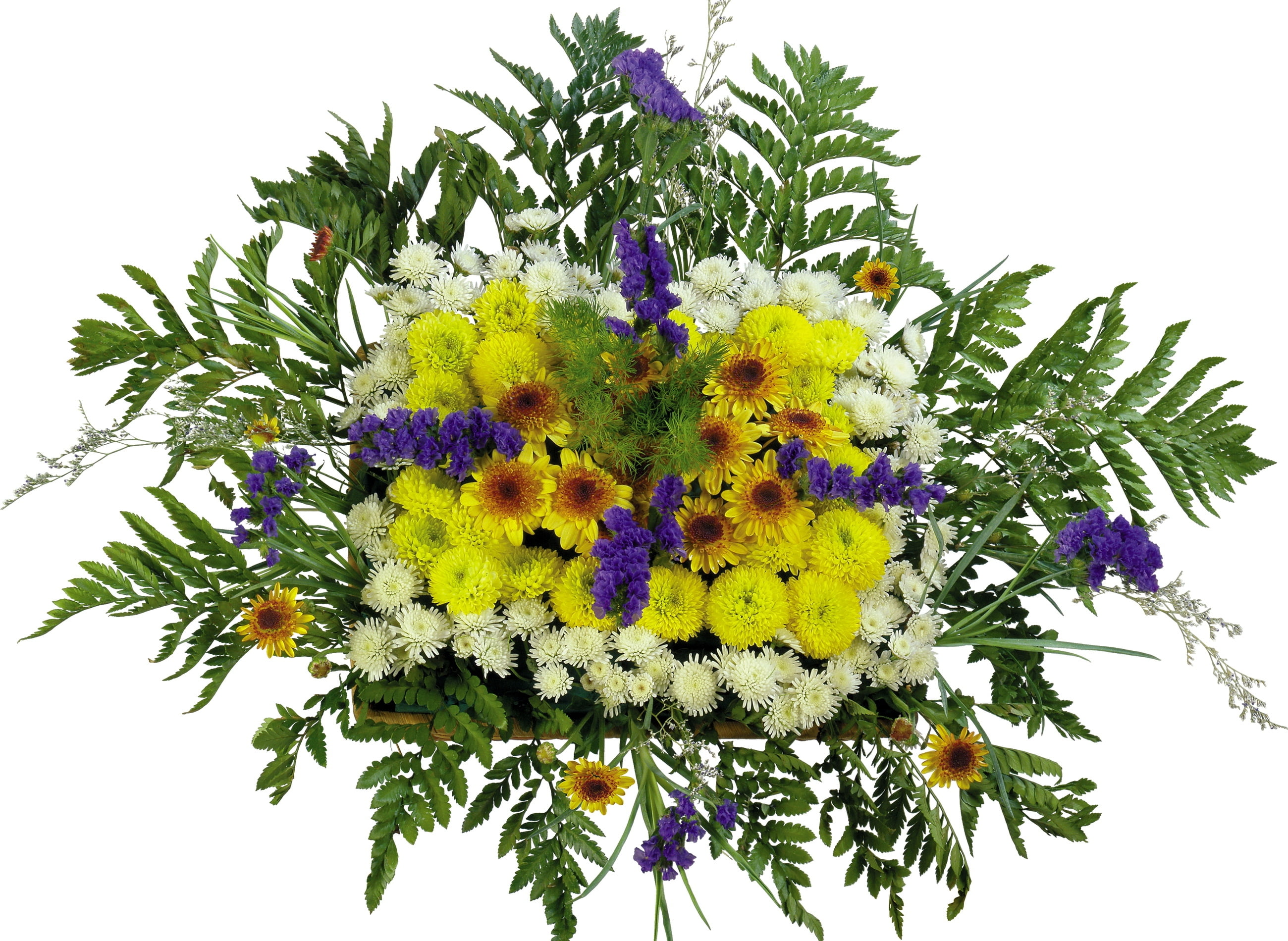 yellow and white Chrysanthemum flowers and green ferns