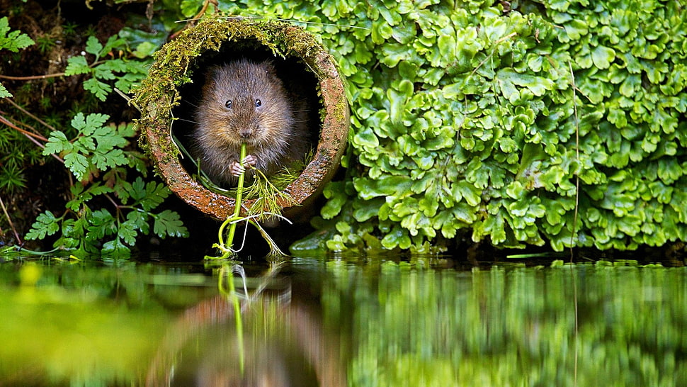 brown mouse, nature, plants, river, beavers HD wallpaper