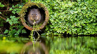 brown mouse, nature, plants, river, beavers