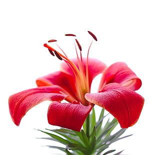 red flower with green leaves, lilium