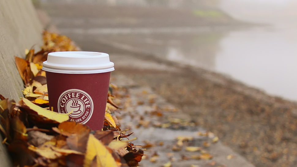 coffee life cup surrounded with autumn leaves HD wallpaper