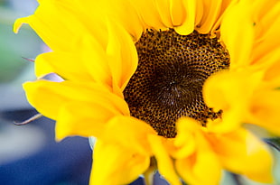 yellow Sunflower in close-up photography HD wallpaper