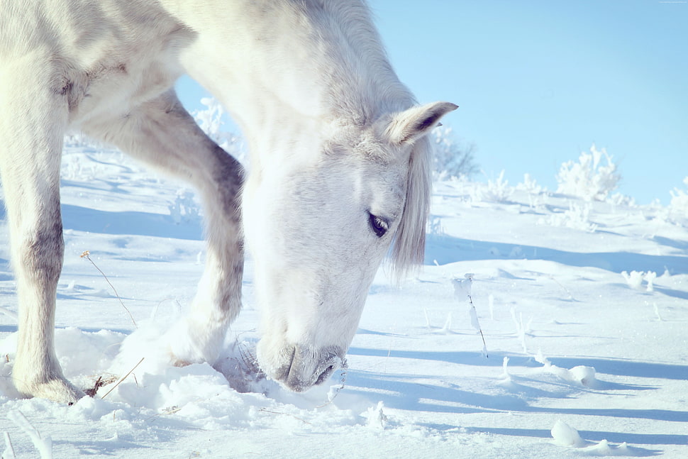 white horse on snow field during daytime HD wallpaper