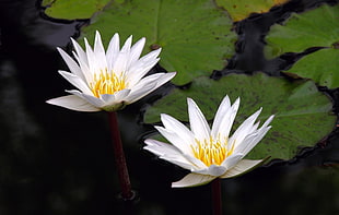 white lotus flowers