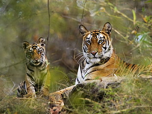 Tigers photo during daytime