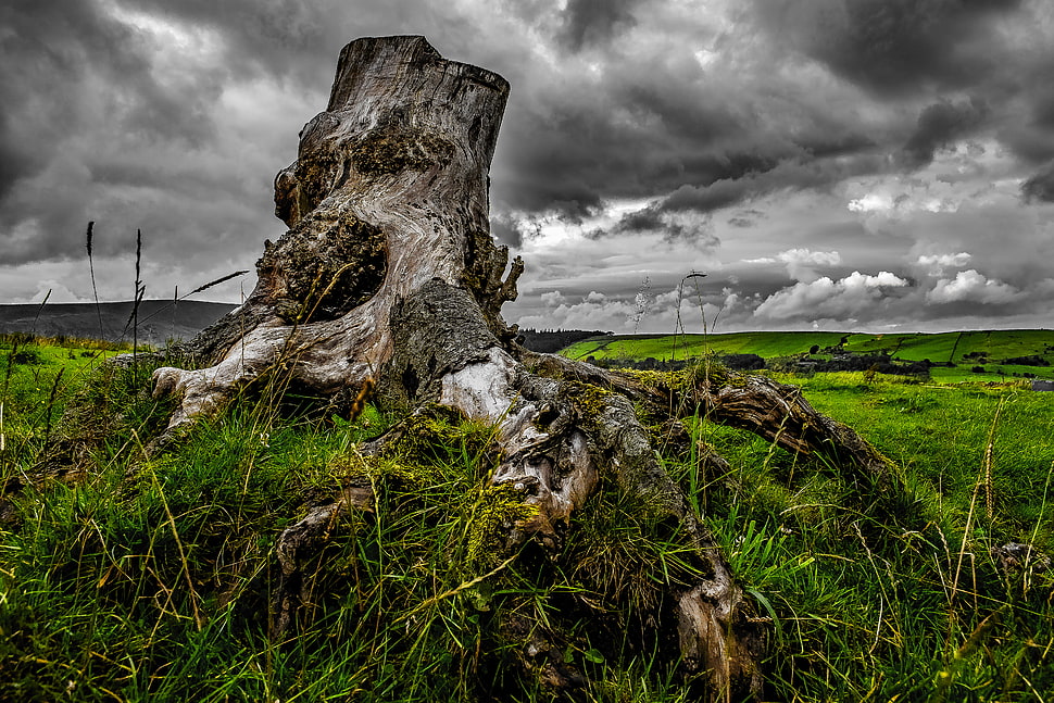 brown wood stump HD wallpaper