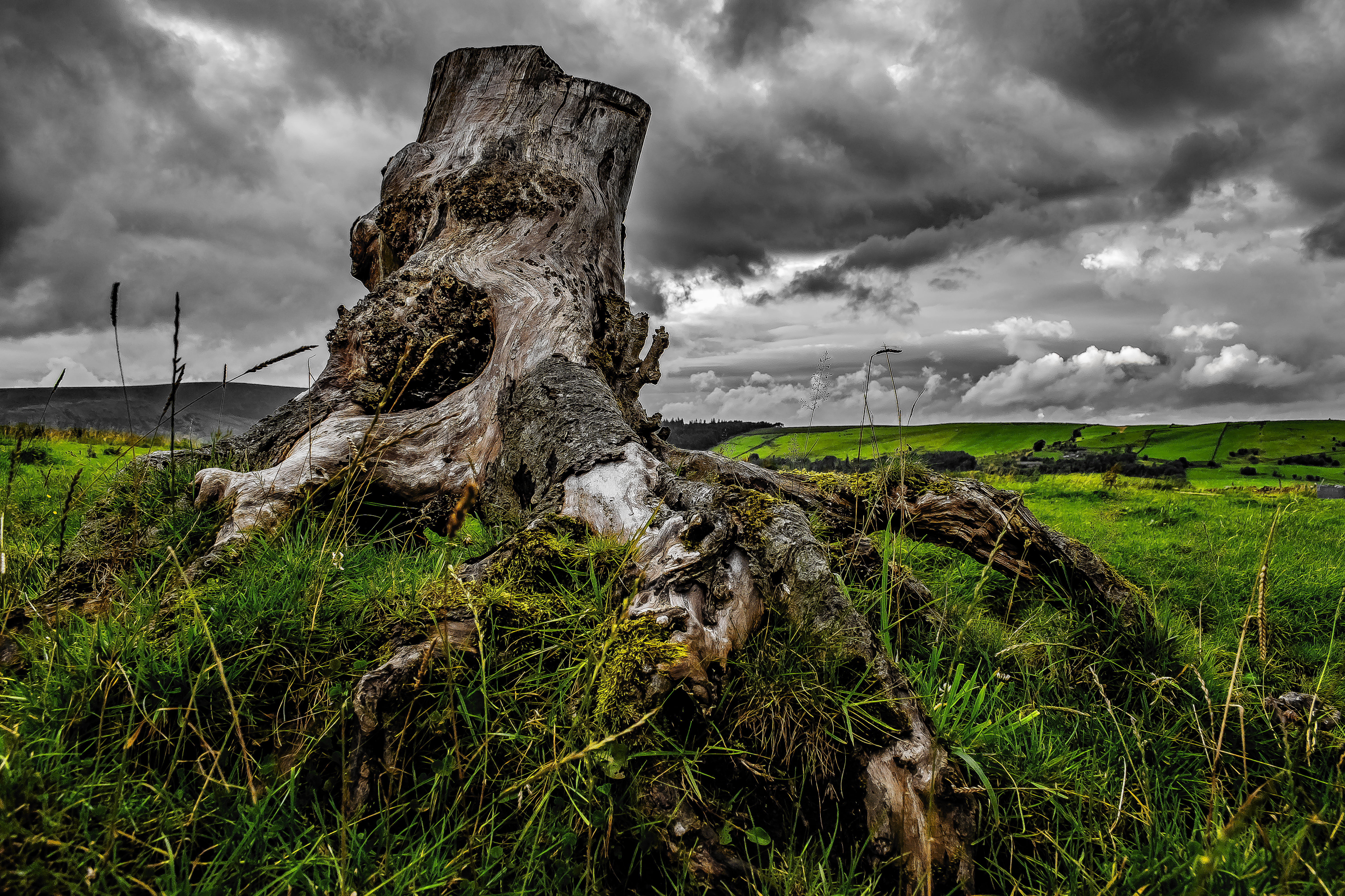 brown wood stump