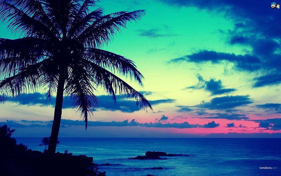 coconut tree, palm trees, sky, sea, horizon HD wallpaper