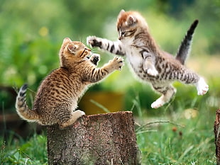 photo of brown kittens fighting