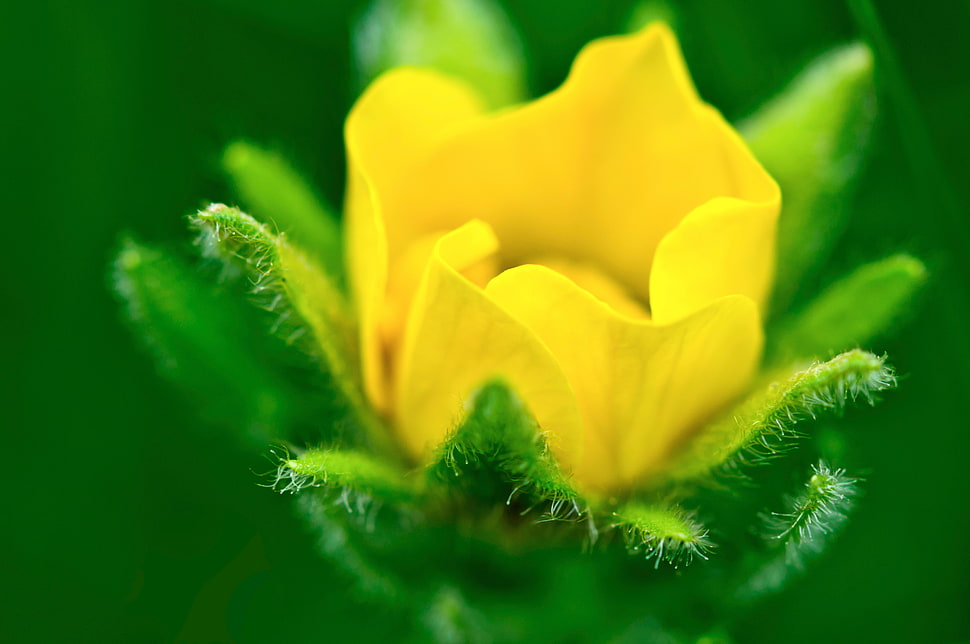 photography of yellow flower HD wallpaper