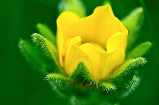 photography of yellow flower