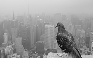 pigeon, monochrome, pigeons, city, birds HD wallpaper