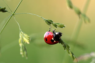 closeup photography of red and black spotted ladybug on stem during daytime