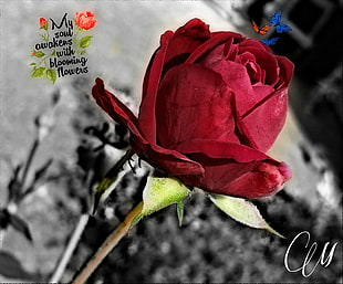 red rose flower with text overlay, rose, flowers, plants HD wallpaper
