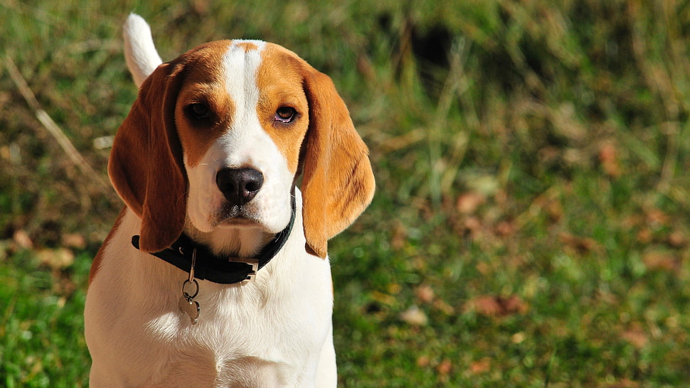 lemon and white beagle HD wallpaper