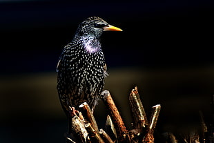 focus photo of black bird on stick