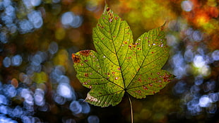 green leaf, leaves HD wallpaper