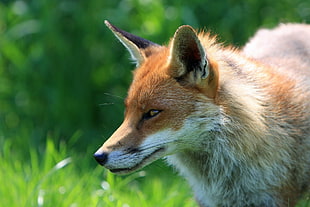fox on grass field HD wallpaper