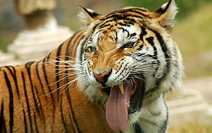 photo of a tiger