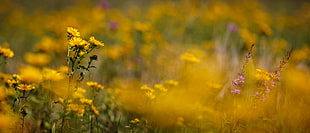 selective focus photo of yellow cluster petals flowers during daytime HD wallpaper