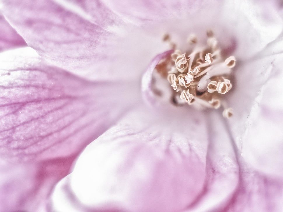 closeup photo of pink petaled flower HD wallpaper