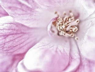closeup photo of pink petaled flower HD wallpaper