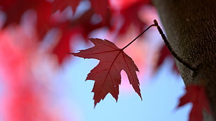 red leafed tree, macro, leaves HD wallpaper