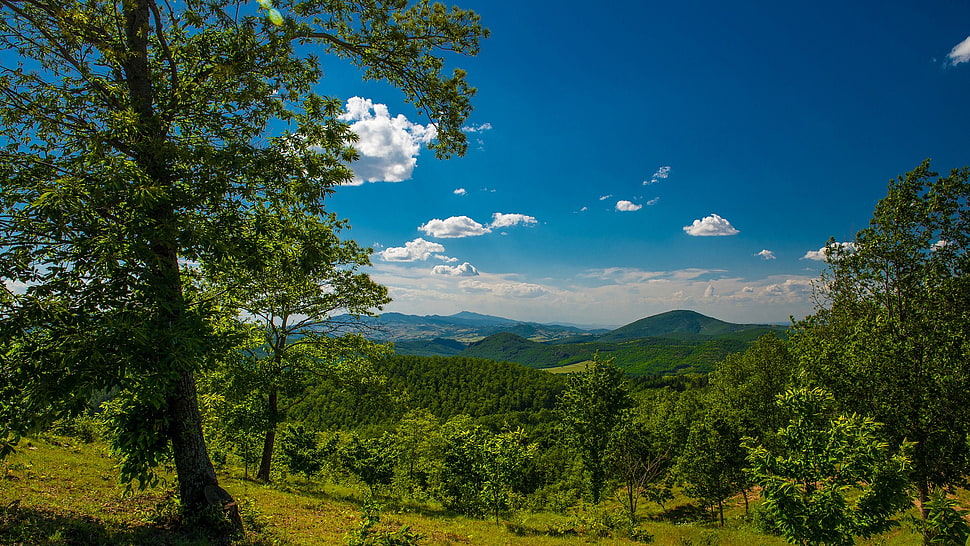 green leaf trees, nature HD wallpaper