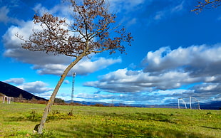 green and grey tree on green grass field overlooking white metal goalie nets under blue and cloudy sky during daytime