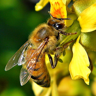 photo of bee, honey bee HD wallpaper
