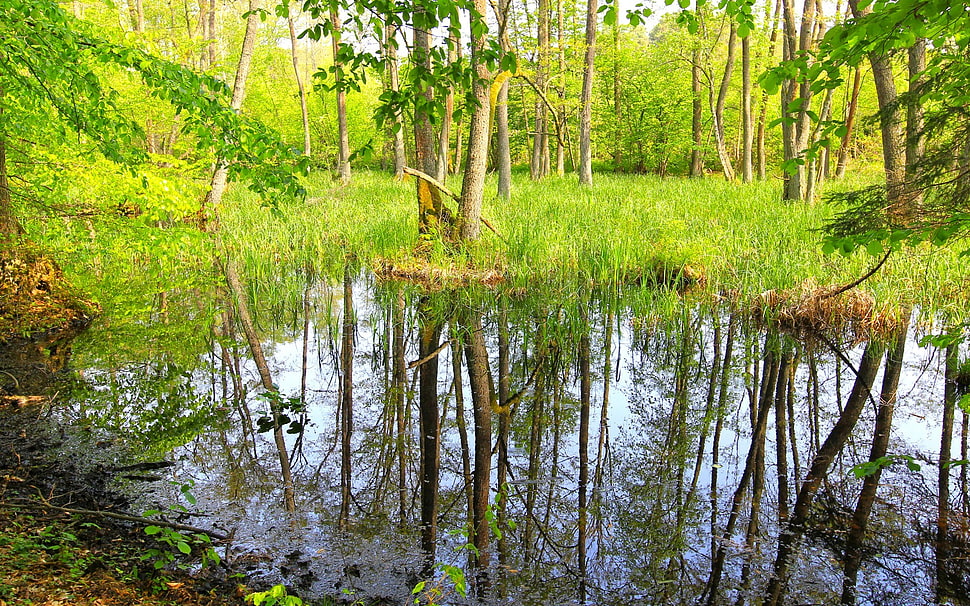brown and green tree branch, forest, lake, nature, reflection HD wallpaper