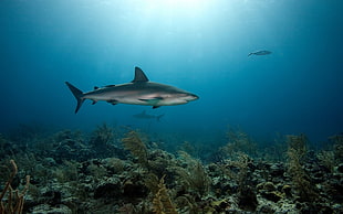 gray shark digital wallpaper, shark, animals, coral